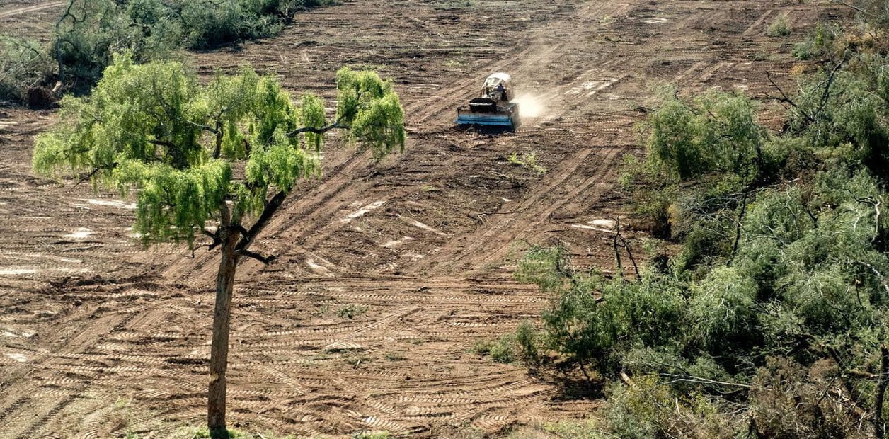 Greenpace alerta por la deforestaci n en el Gran Chaco El Diario